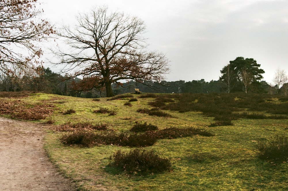 a dirt path in the middle of a grassy field