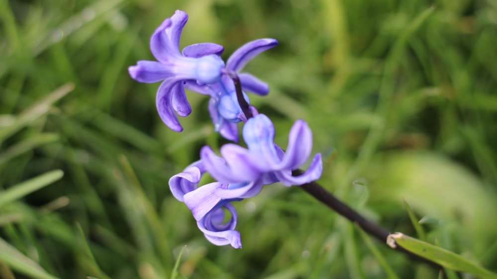 a close up of a purple flower in the grass