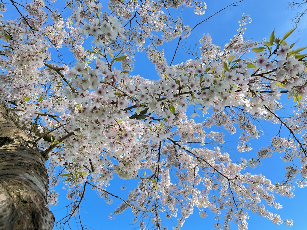 a tree with white flowers in front of a blue sky