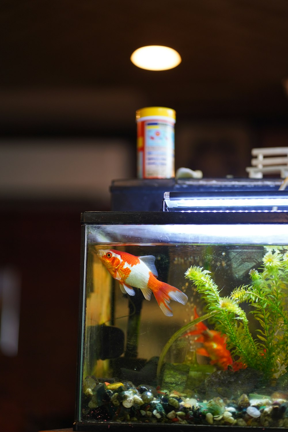 a fish tank with a few fish inside of it