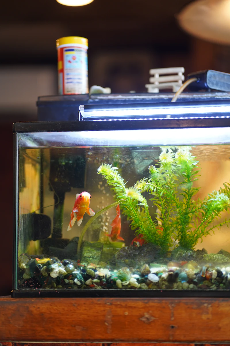 A set-up aquarium tank with plants and rocks