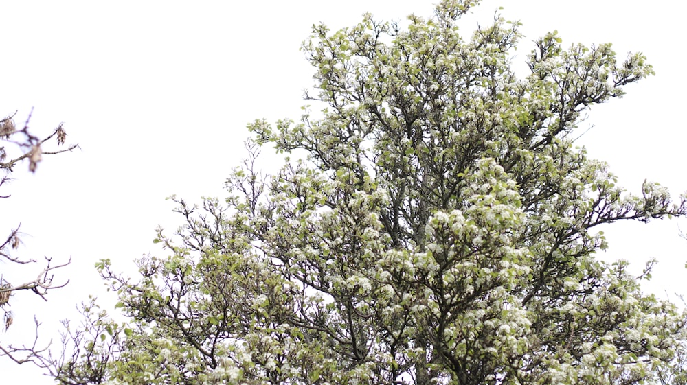 ein Baum mit vielen weißen Blüten darauf