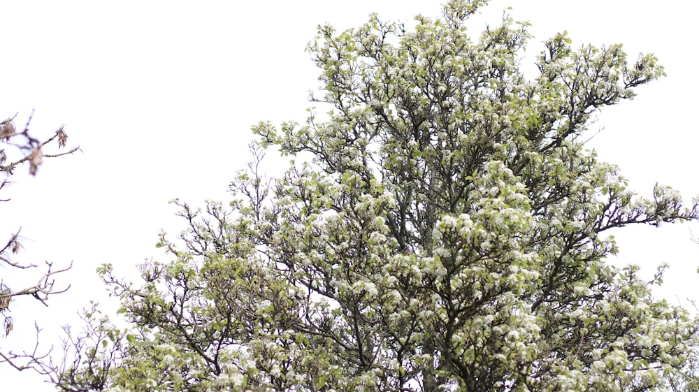 a tree with lots of white flowers on it