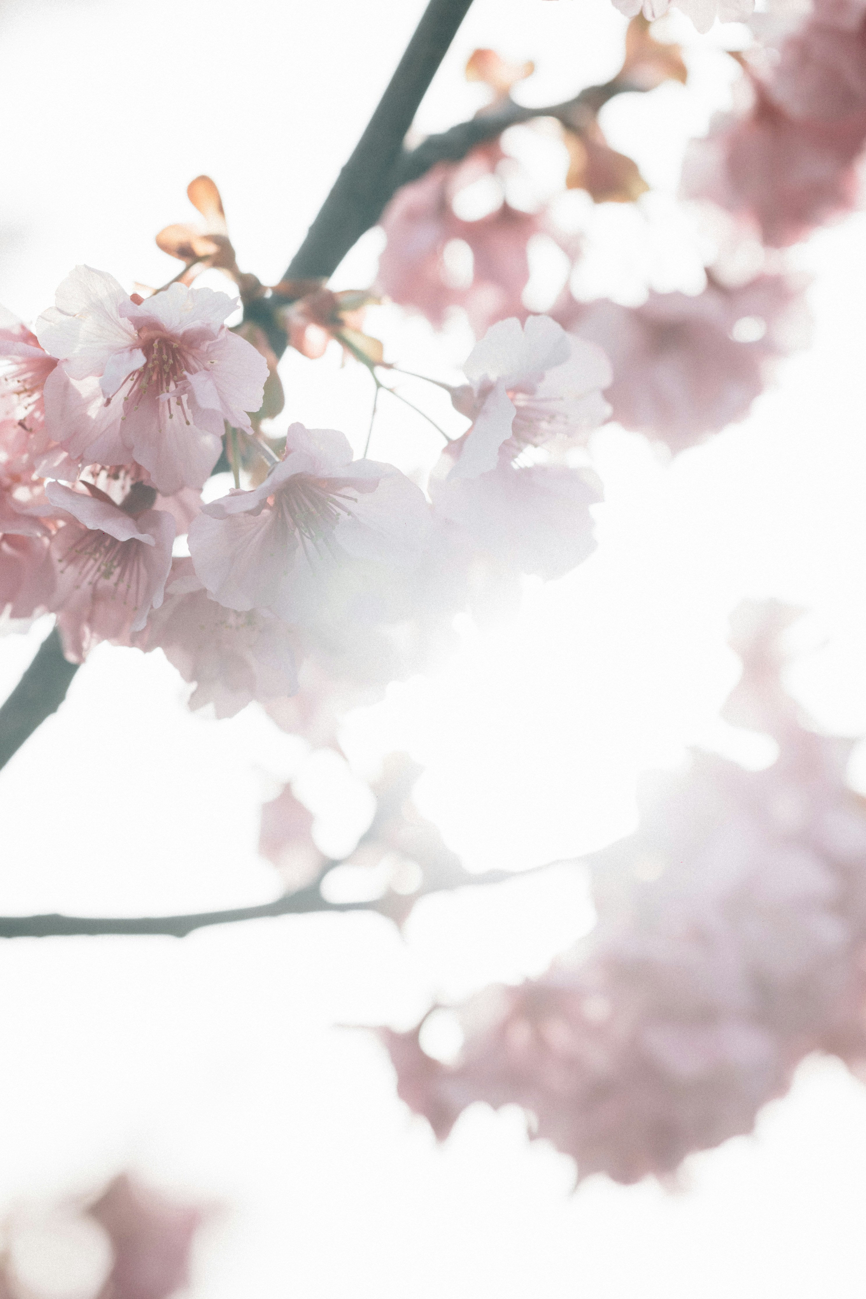 Photo by tsuyoshikozu