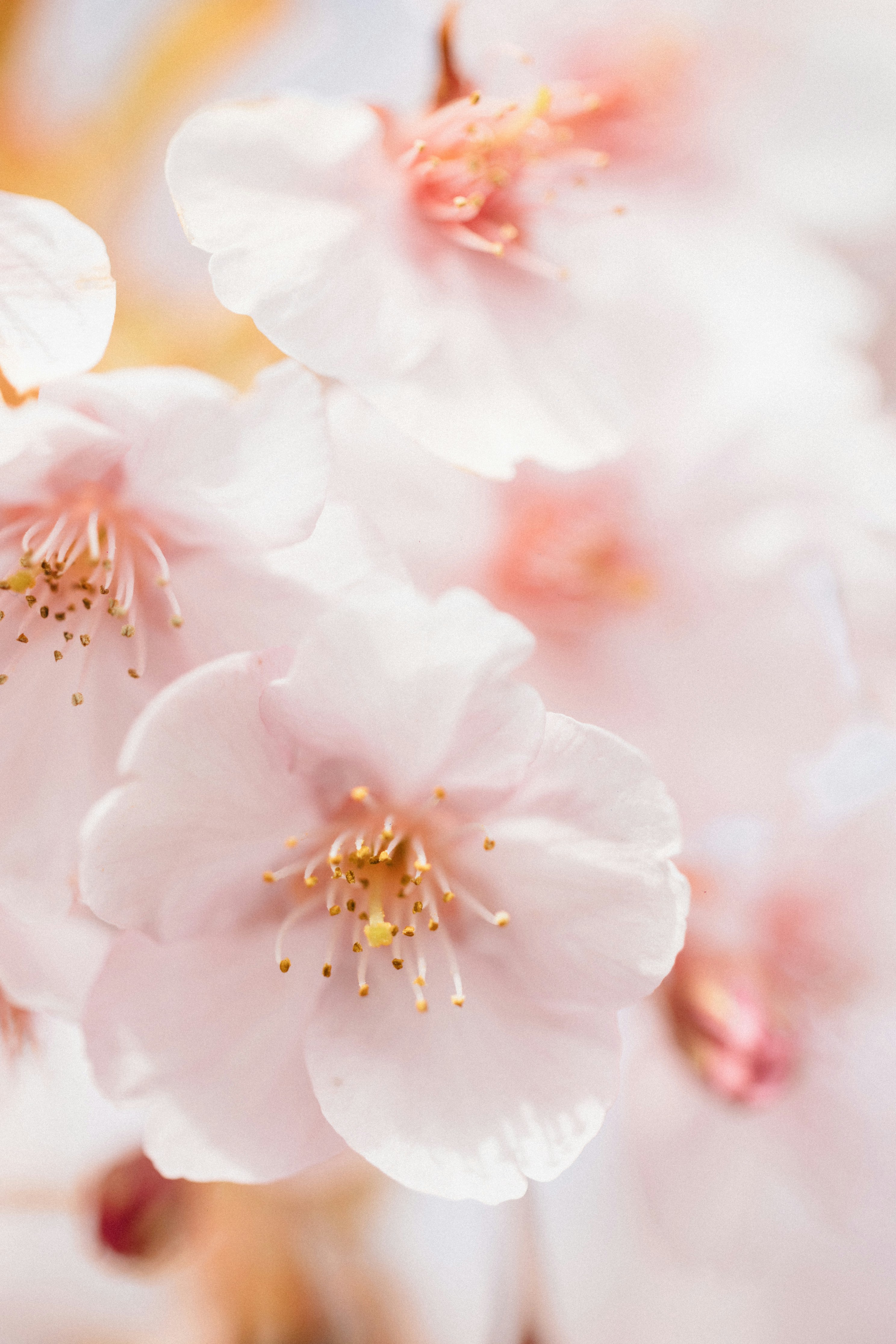 Photo by tsuyoshikozu