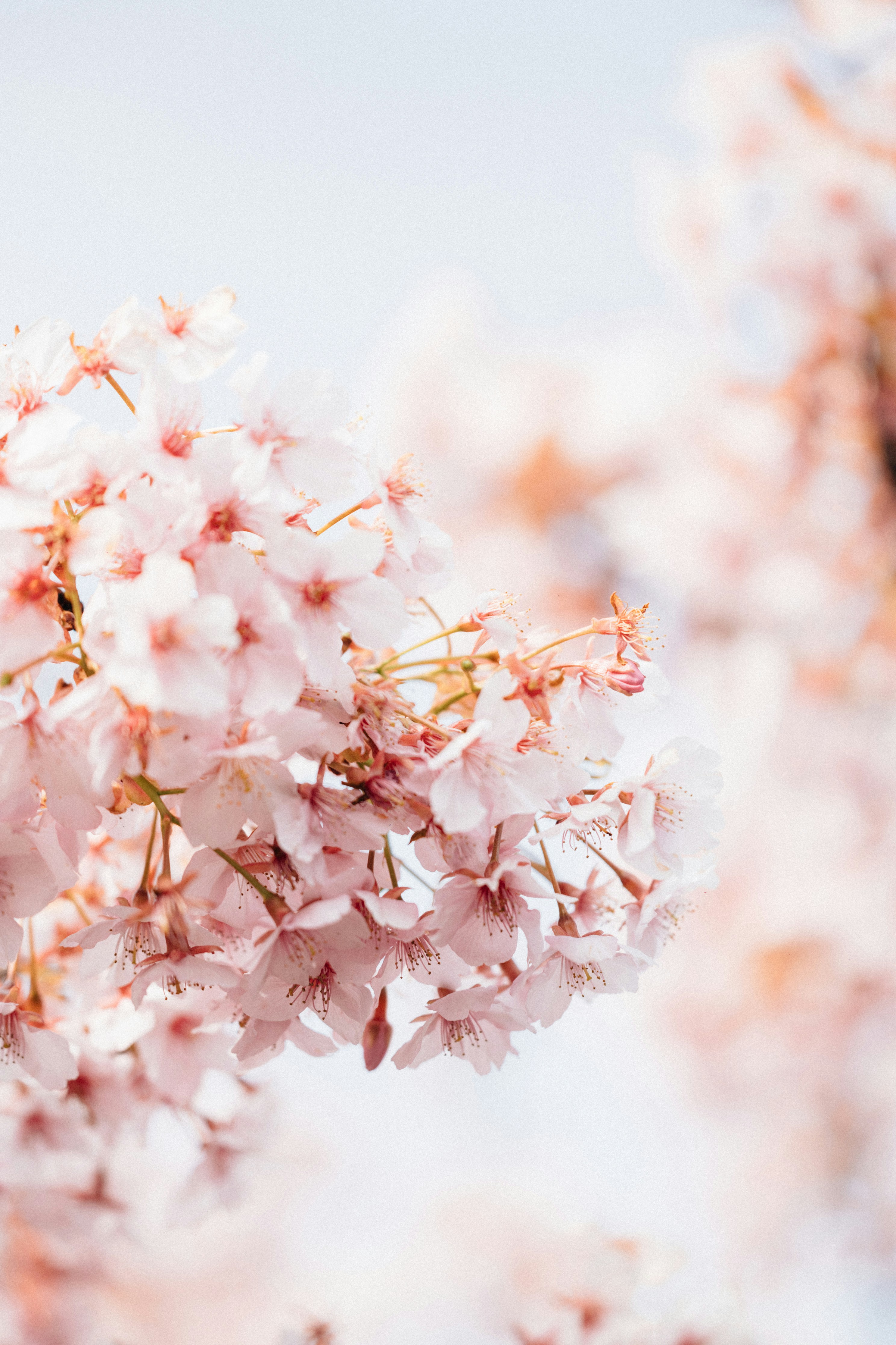 Photo by tsuyoshikozu