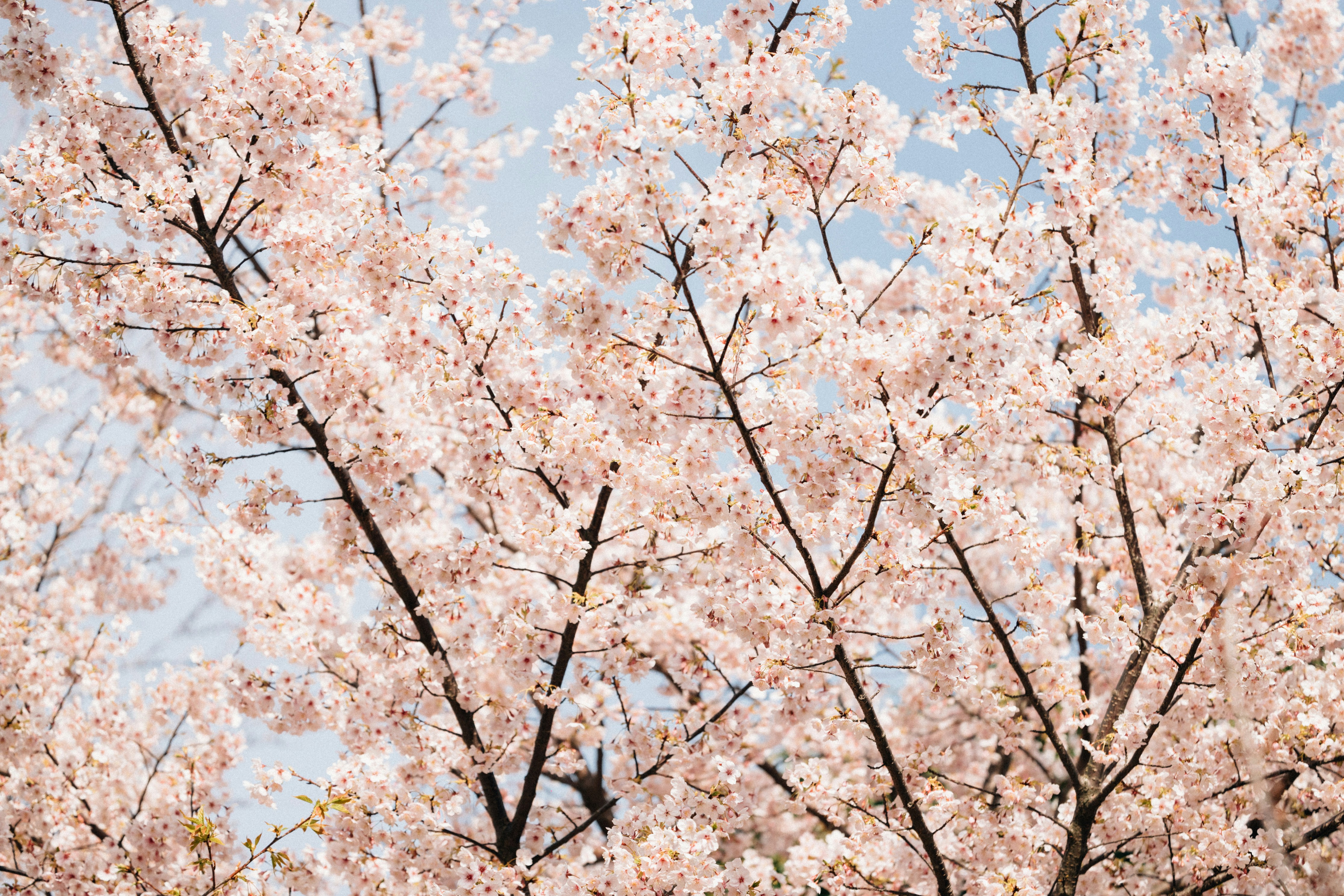 Photo by tsuyoshikozu