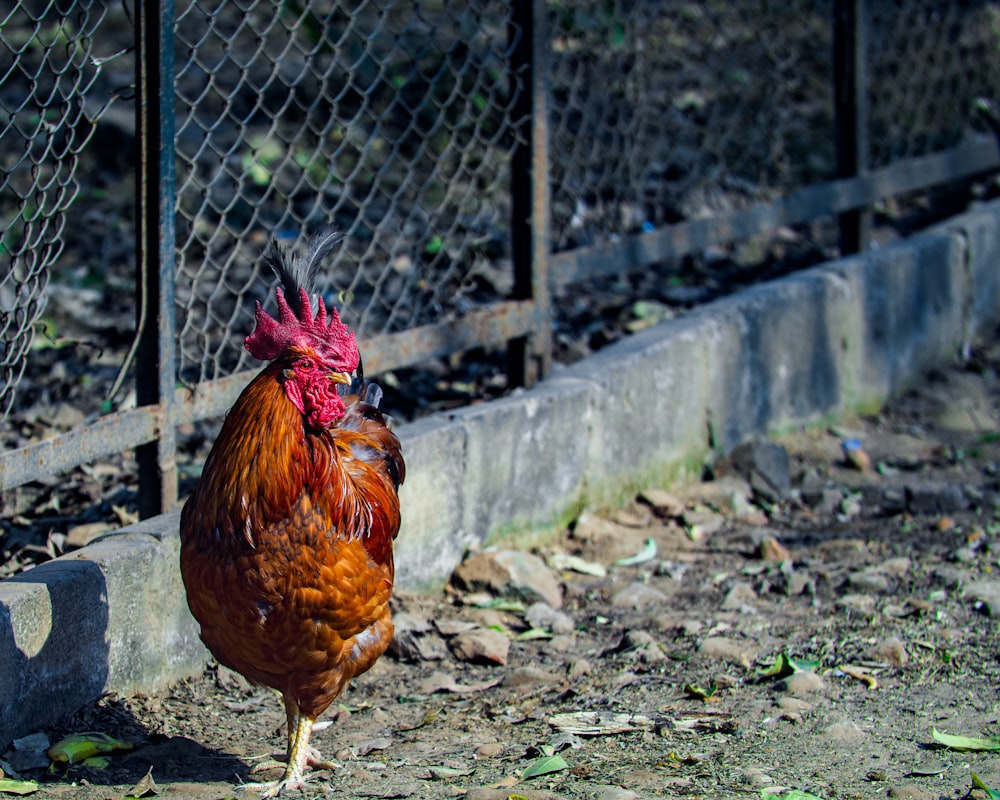 a rooster is standing in the dirt by a fence