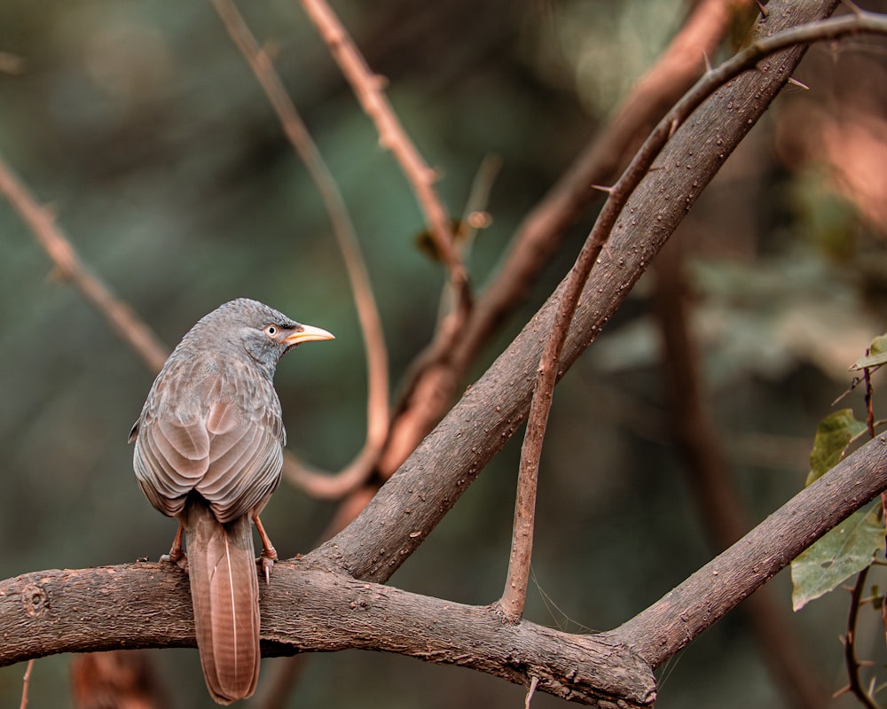 a bird sitting on a branch of a tree