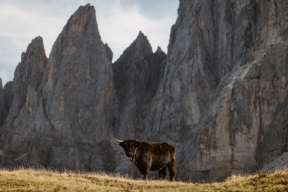 una mucca marrone in piedi in cima a un campo coperto d'erba