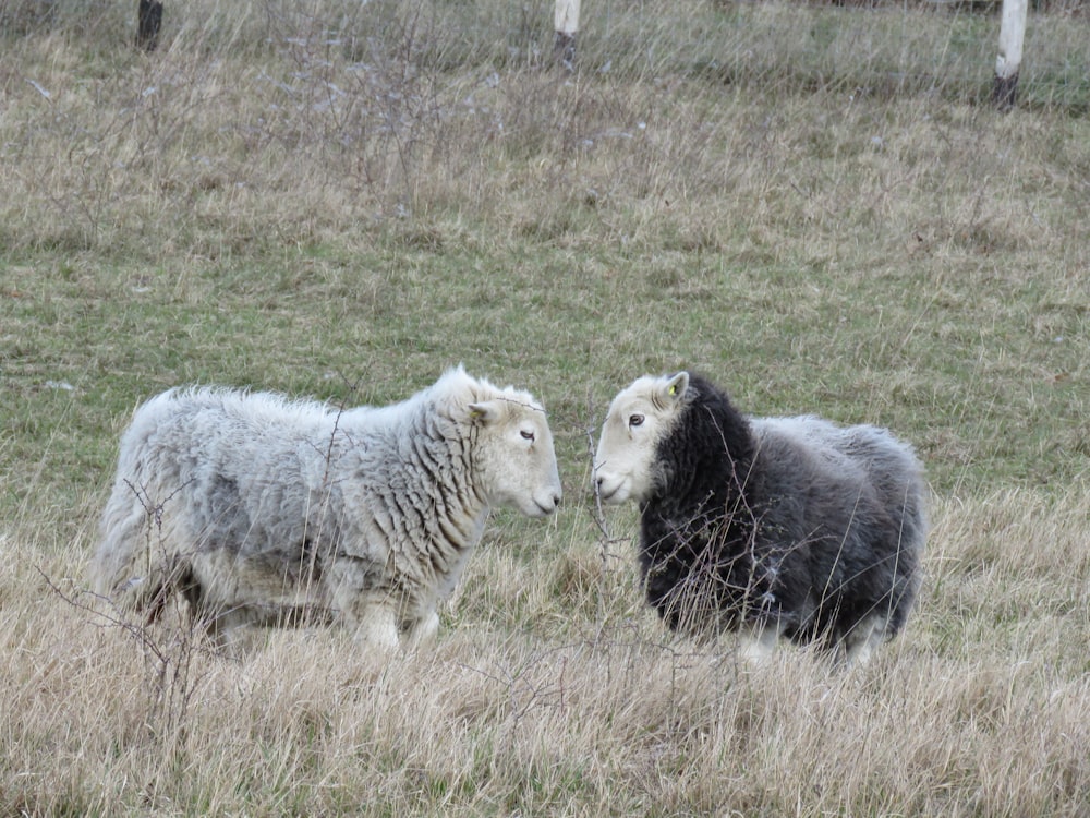 zwei Schafe, die nebeneinander auf einer Wiese stehen