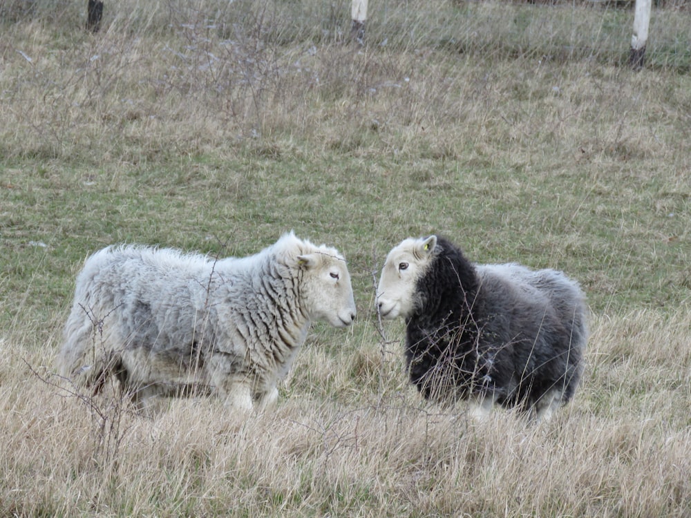 two sheep standing next to each other in a field