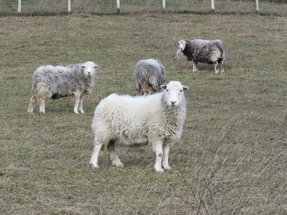 eine Schafherde, die auf einem grasbewachsenen Feld steht