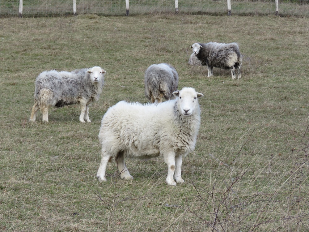 a herd of sheep standing on top of a grass covered field