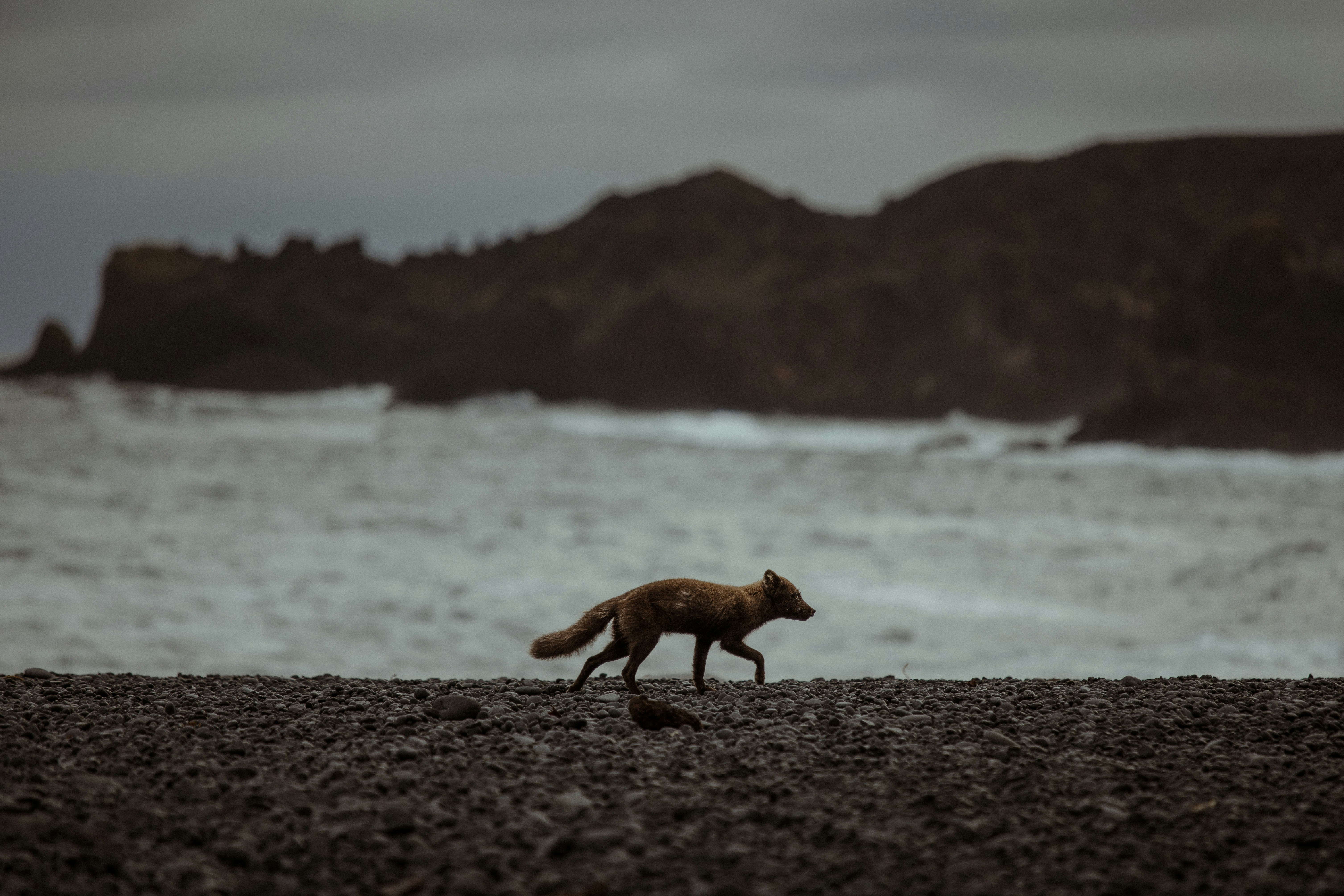 Red Fox