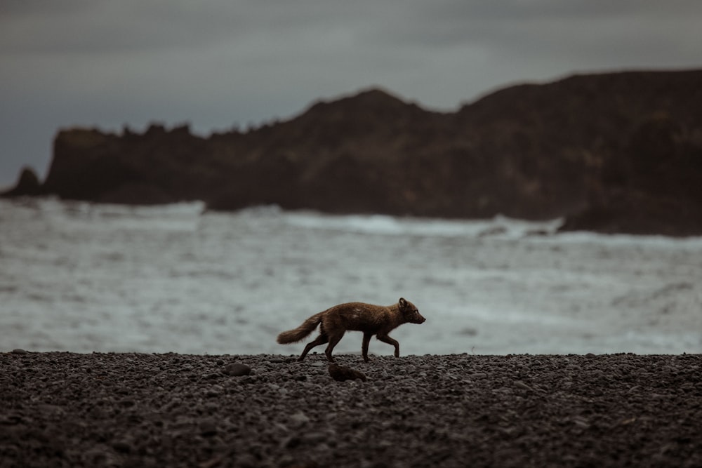a fox walking on a beach near the ocean