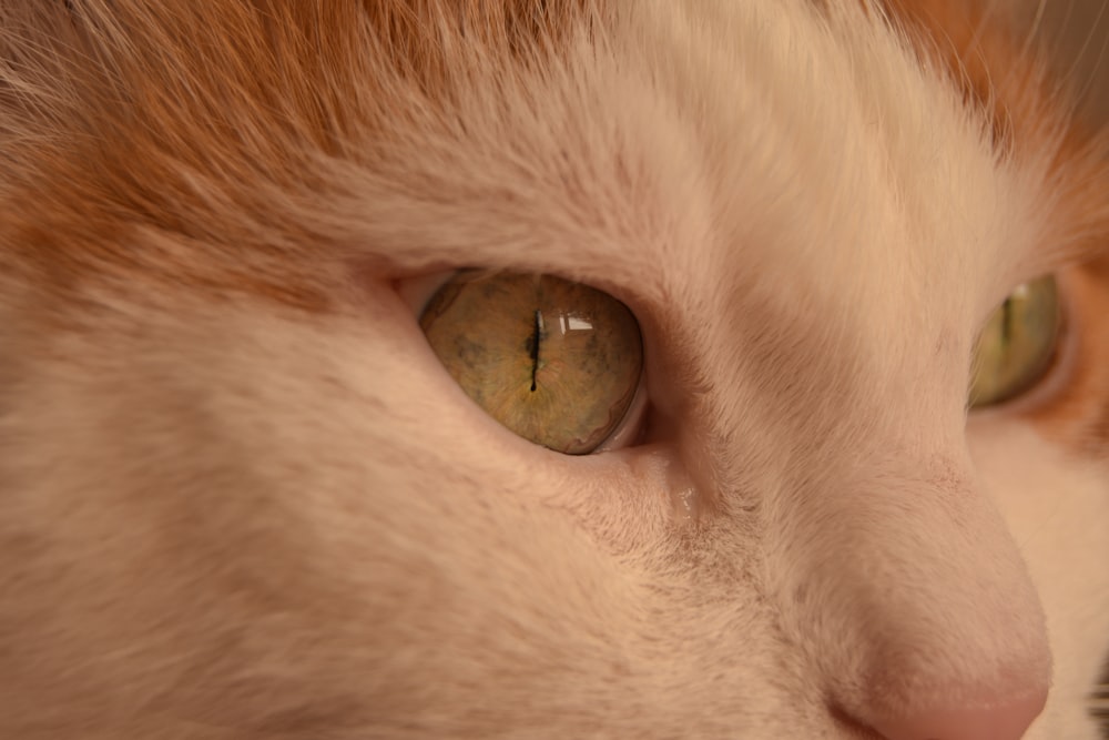 an orange and white cat with green eyes