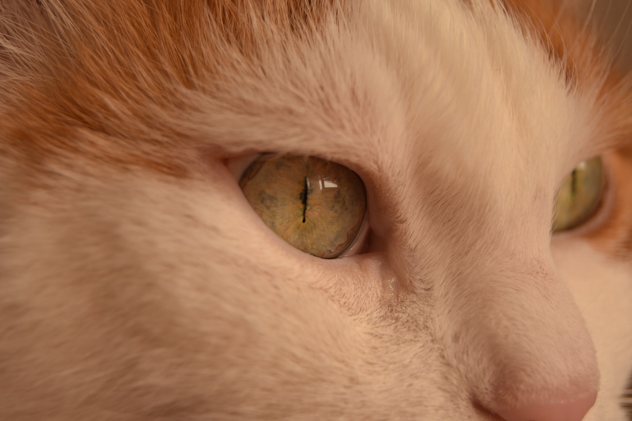 Orange and white cat with sharp green eyes demonstrating animal eye autofocus