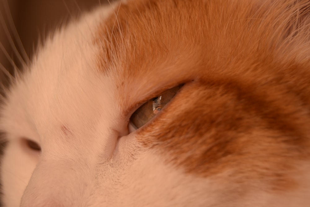 a close up of a cat's eye with a blurry background