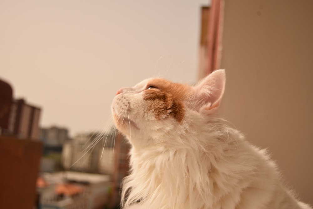 a close up of a cat with a building in the background