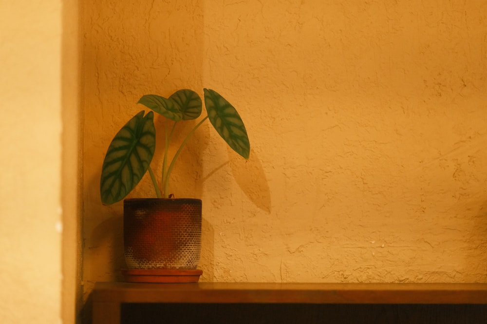 a potted plant sitting on top of a wooden shelf