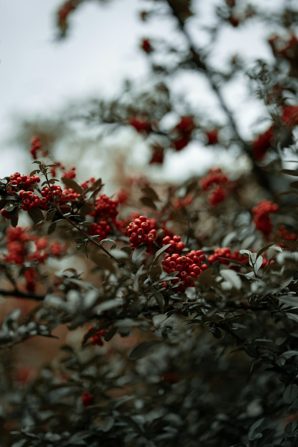 a tree with red berries on it