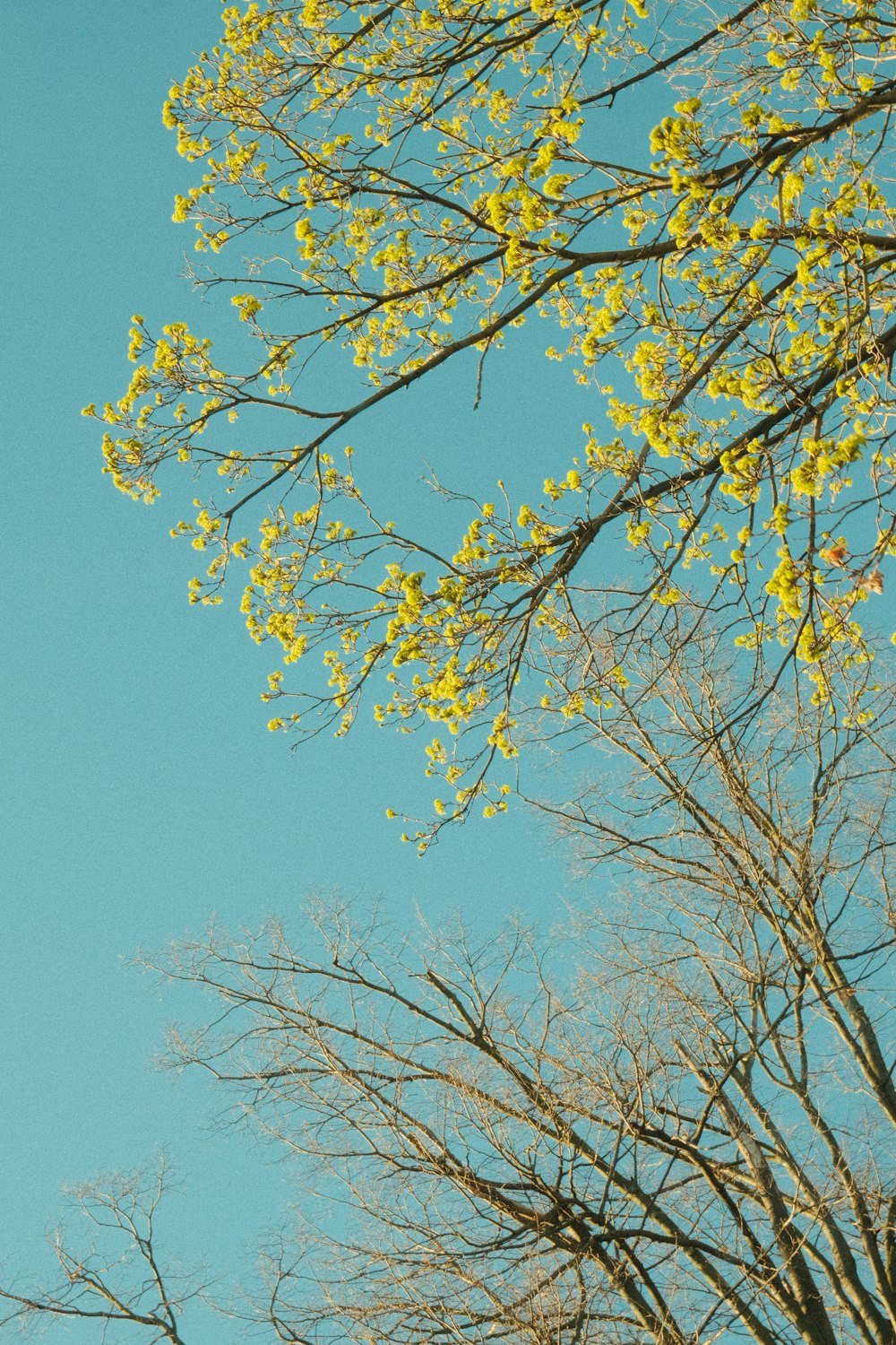 a tree with yellow flowers in the foreground and a blue sky in the background