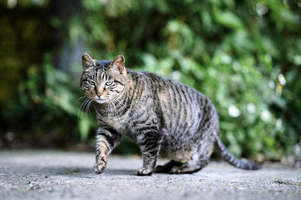 a cat walking across a street next to a bush