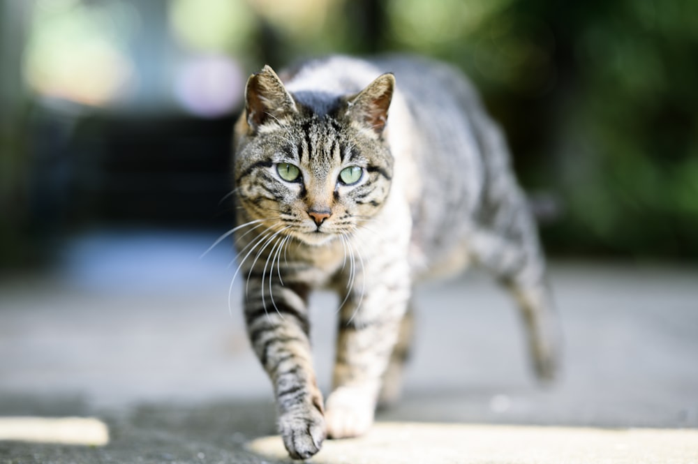 a cat walking across a sidewalk with a blurry background
