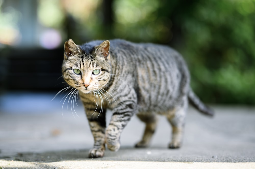 a cat walking across a street next to a park bench