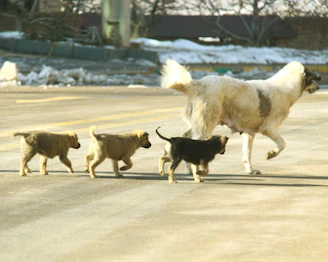 a group of dogs walking across a street