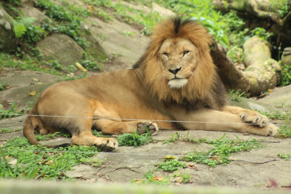 a large lion laying on top of a lush green field