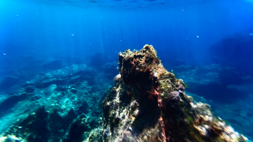 an underwater view of a coral reef with blue water