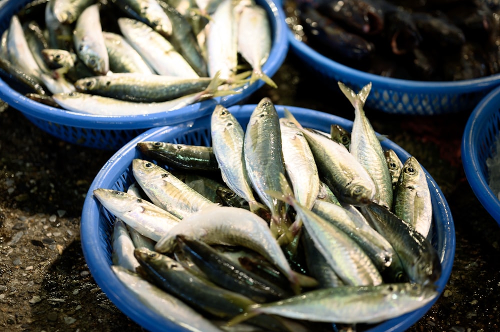 a group of blue bowls filled with small fish