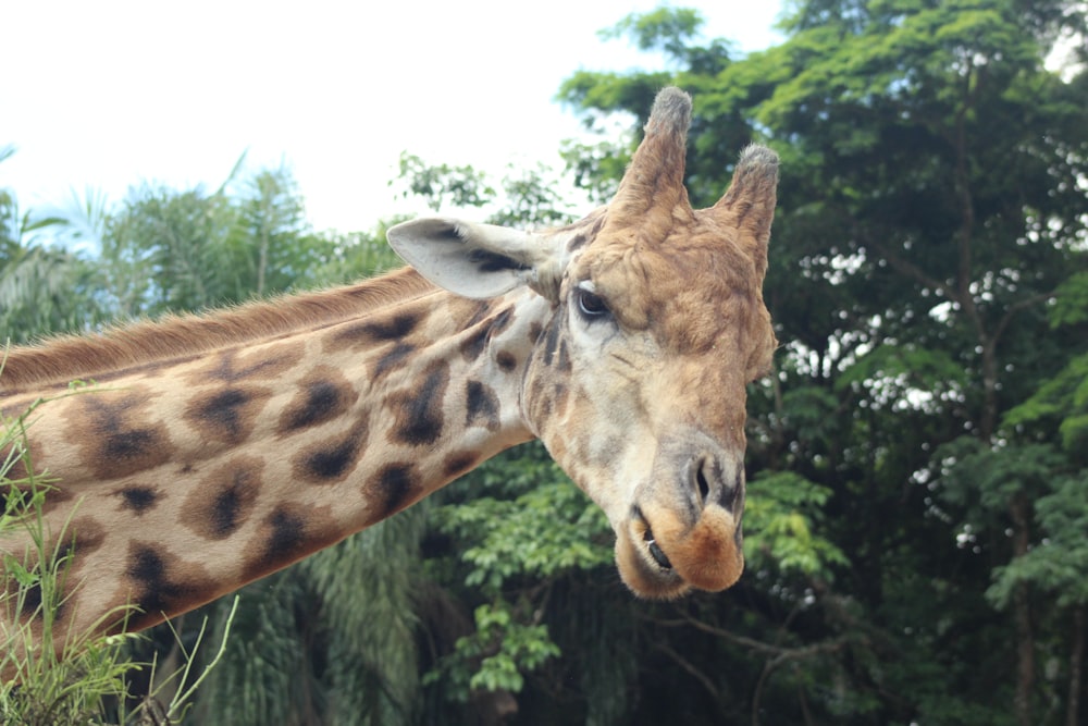 a giraffe standing next to a lush green forest