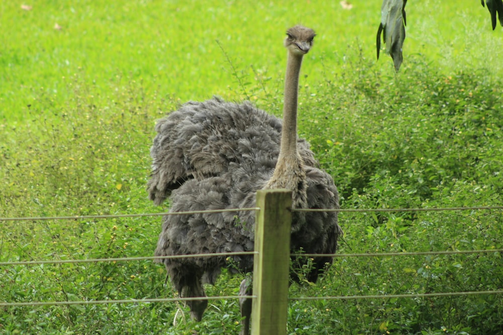 an ostrich standing behind a fence in a field