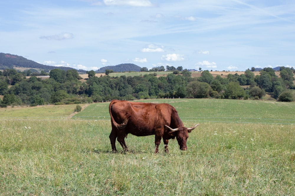 a brown cow standing on top of a lush green field