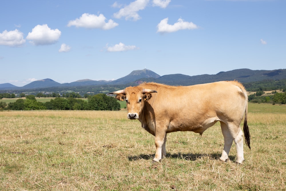 una vaca marrón de pie en la parte superior de un campo cubierto de hierba