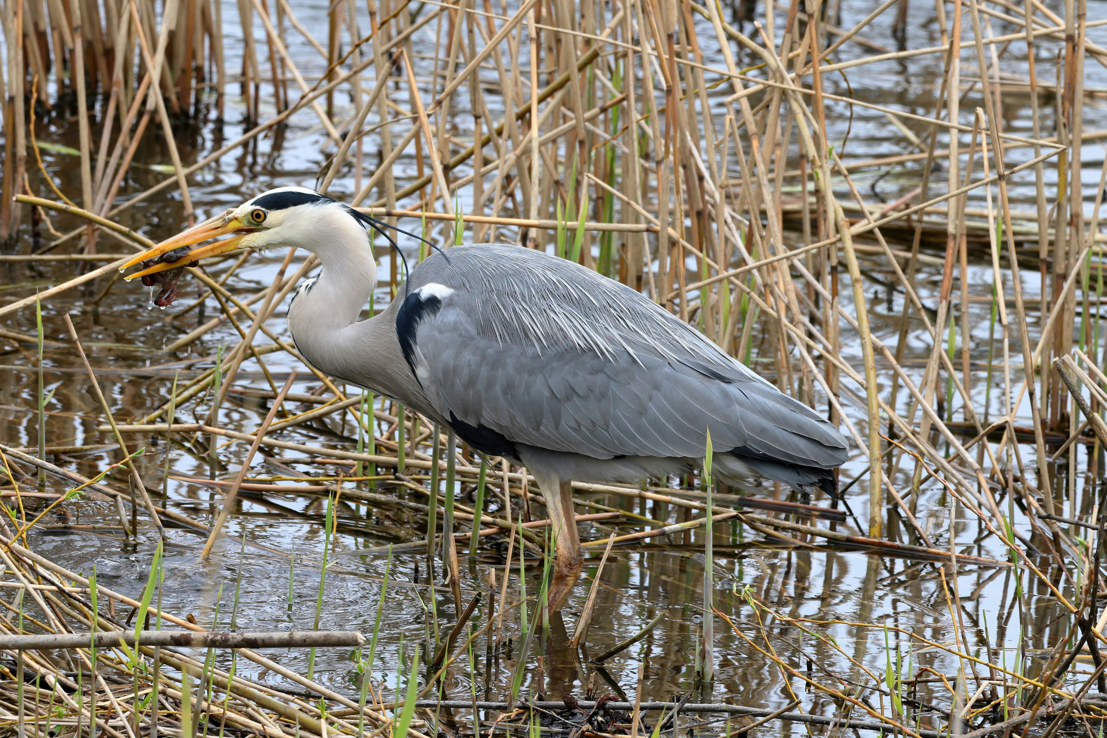 un oiseau gris et blanc avec un poisson dans la gueule