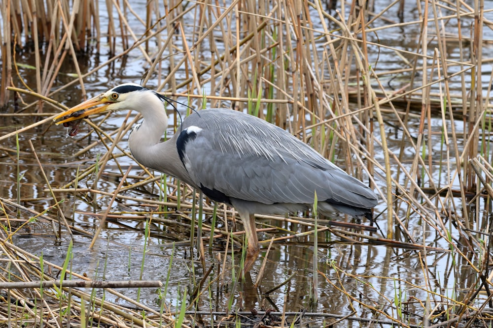 a grey and white bird with a fish in its mouth