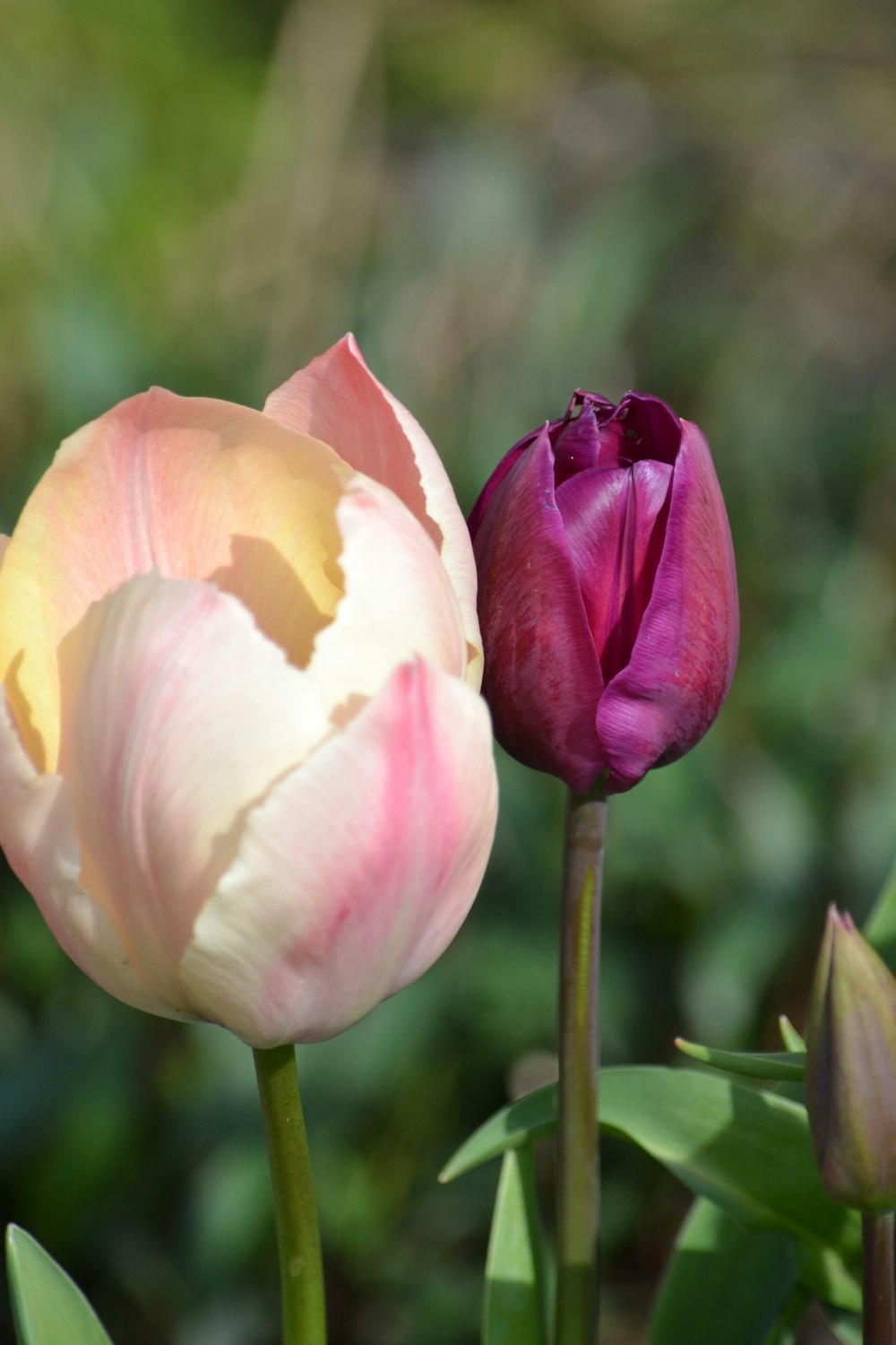 two pink and yellow tulips in a garden