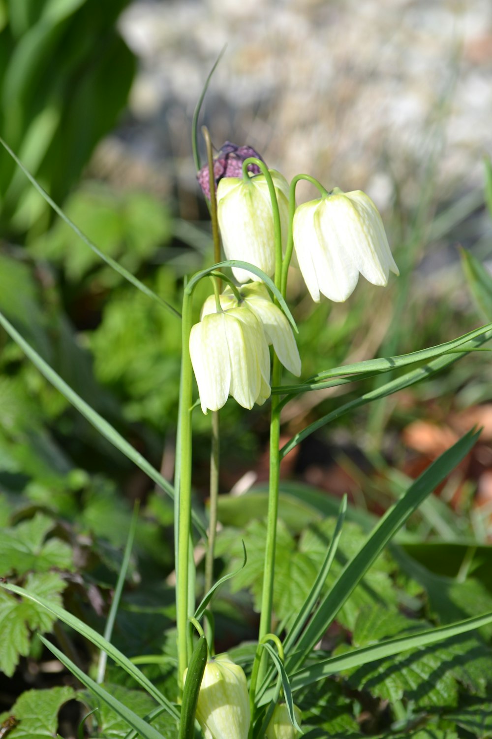 a close up of a flower in the grass