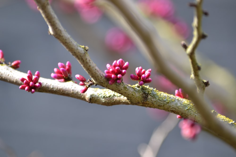 a close up of a branch with pink flowers