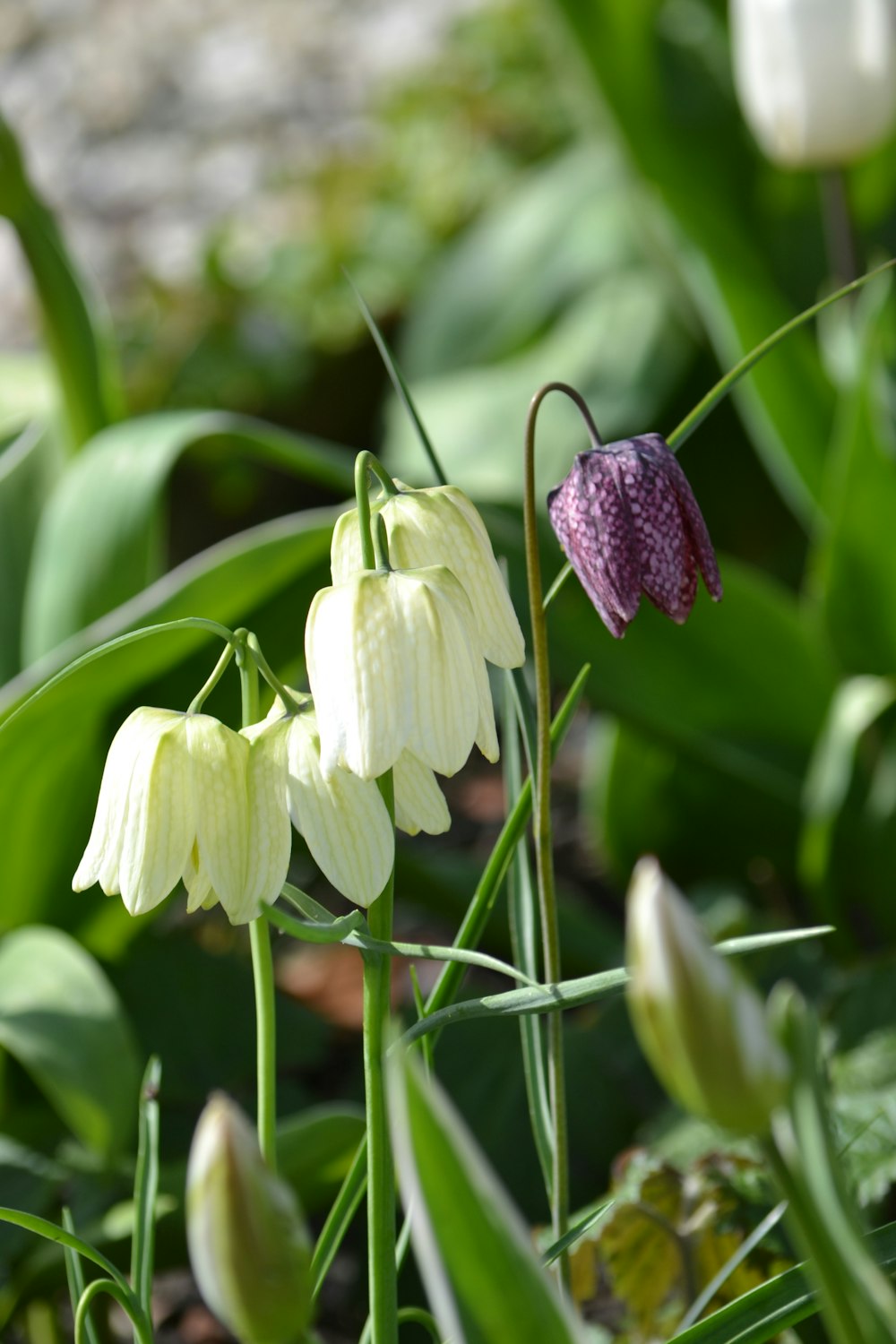 a group of white and purple flowers in a field