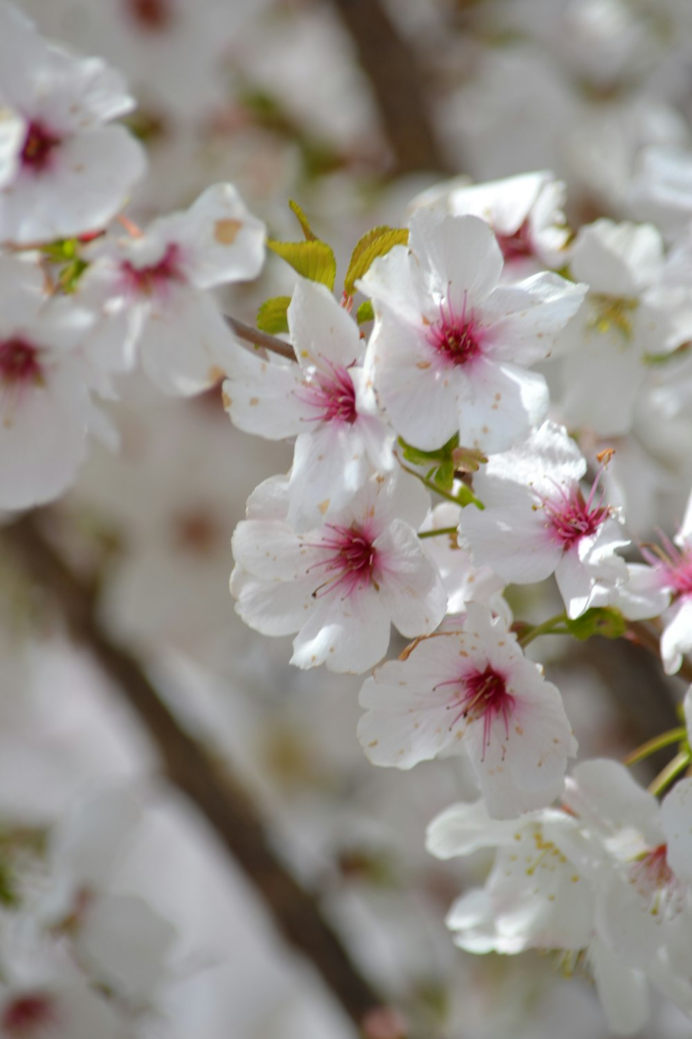 a bunch of white flowers on a tree