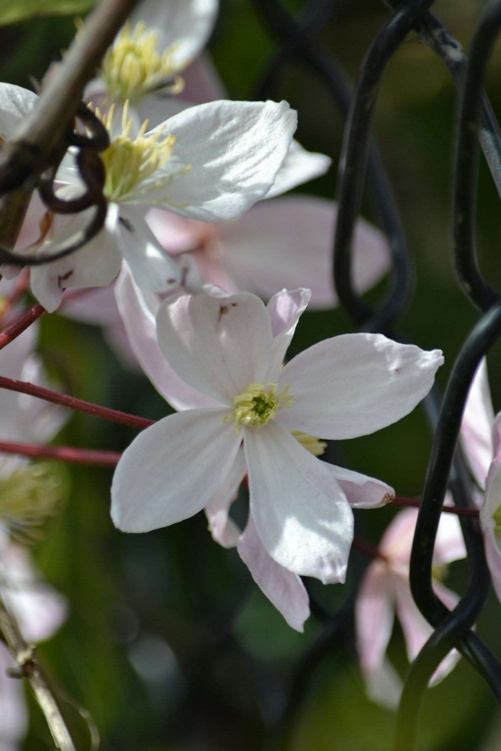 a close up of a bunch of flowers on a tree