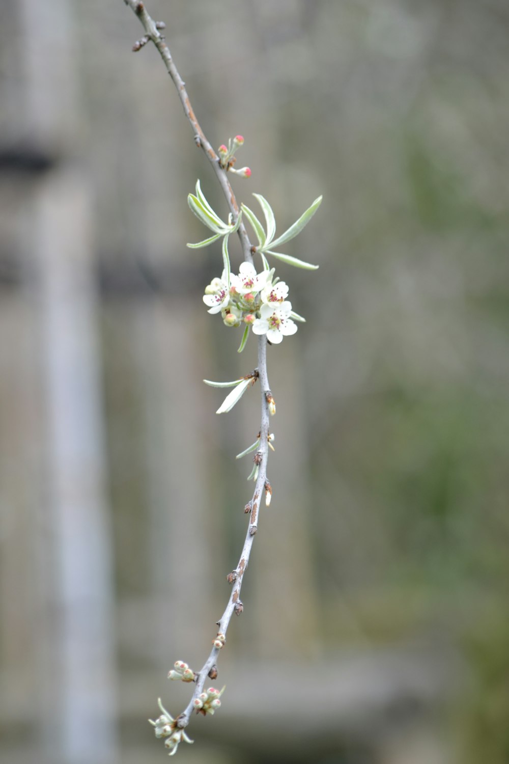 a branch with white flowers in front of a building