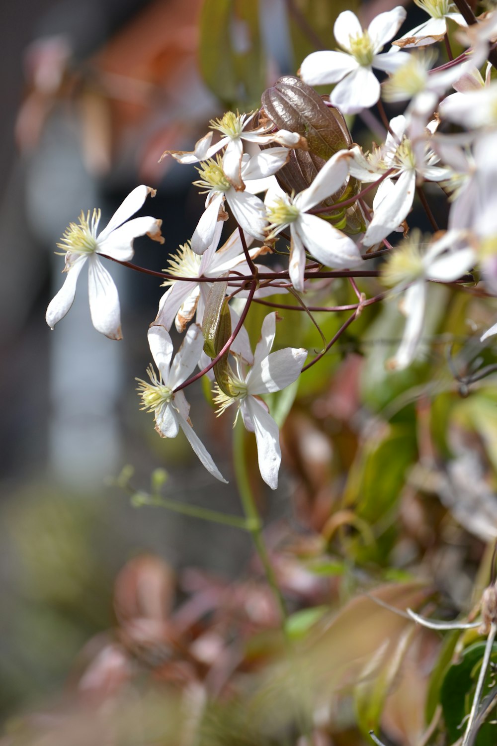 a close up of a bunch of white flowers