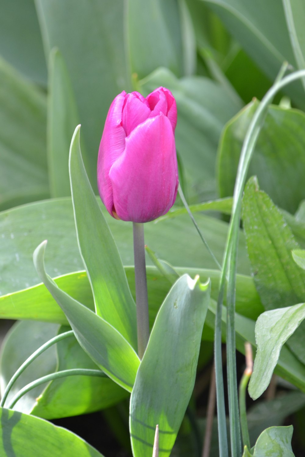 a single pink tulip in the middle of a garden