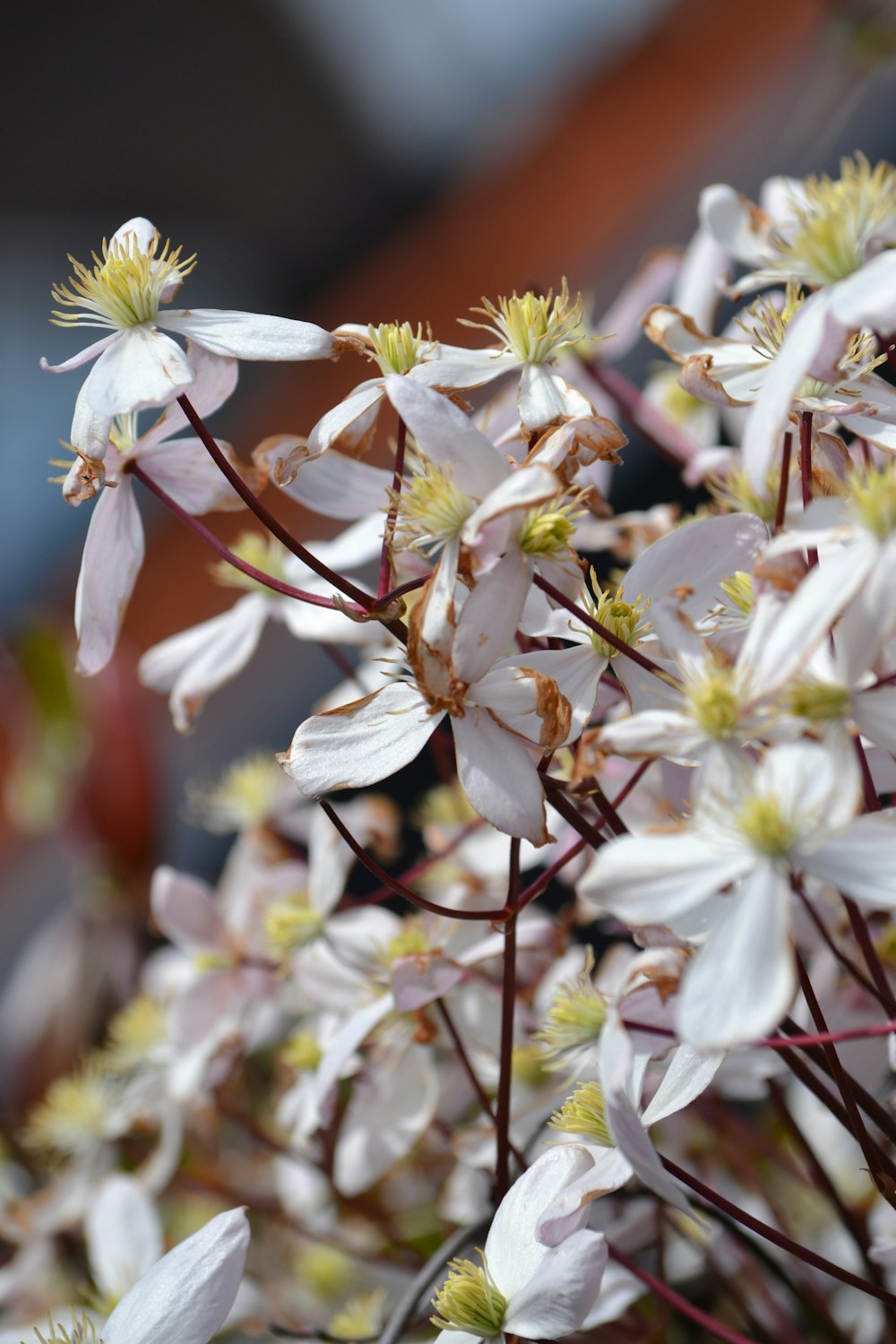 a close up of a bunch of white flowers